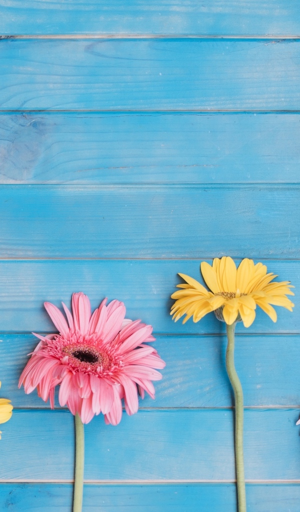 Желтые и розовые цветы герберы на голубом фоне