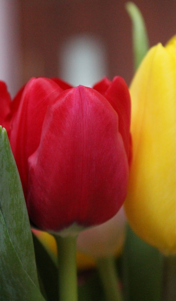 Желтый и красный тюльпан крупным планом