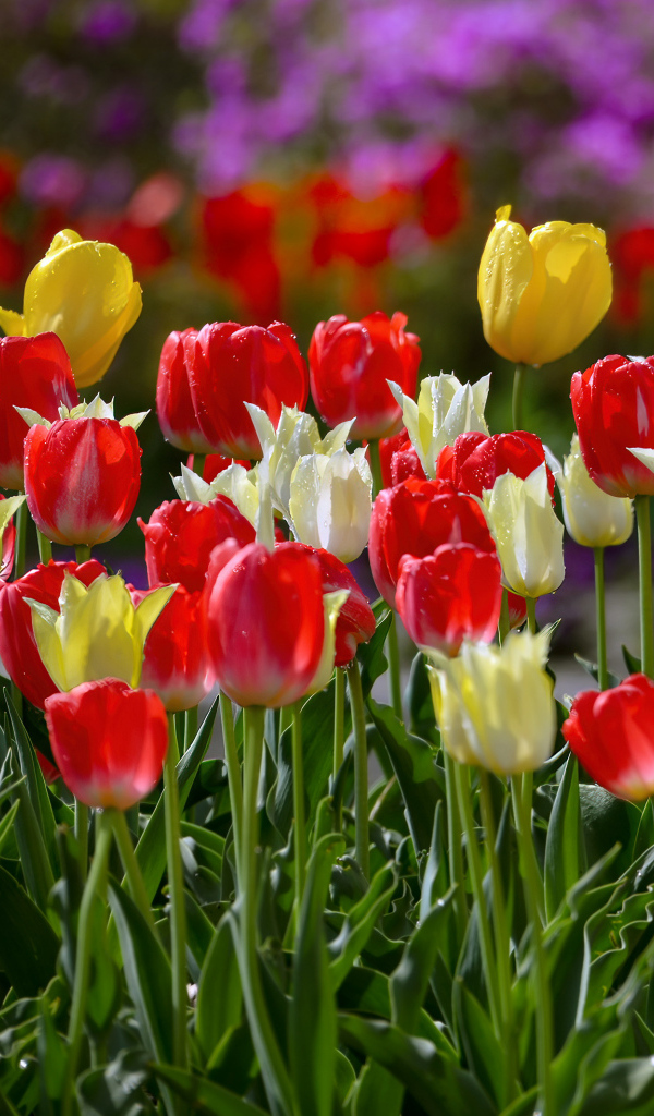 Желтые и красные тюльпаны на клумбе весной