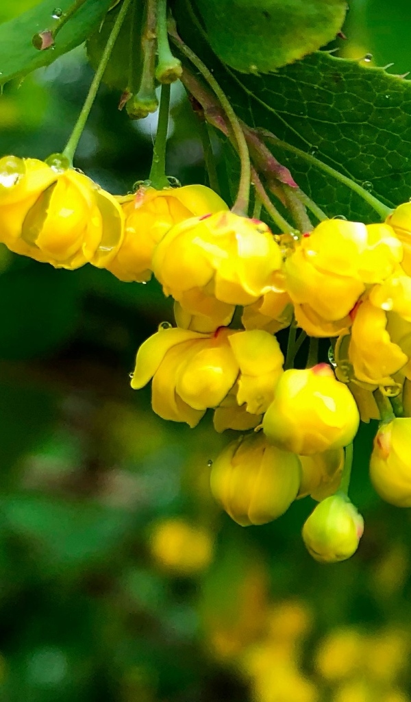 Желтые цветы барбариса в каплях воды крупным планом