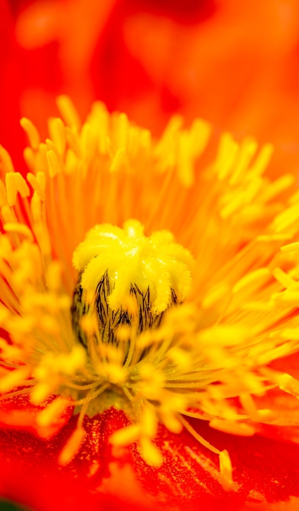 Желтая серединка красного мака крупным планом