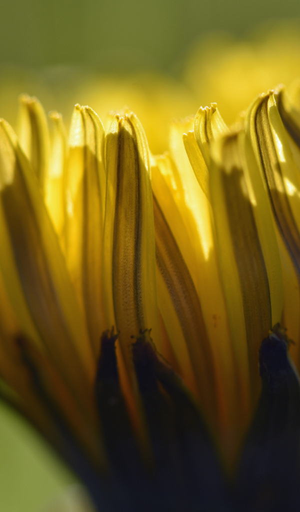 Желтый распускающийся цветок хризантемы крупным планом