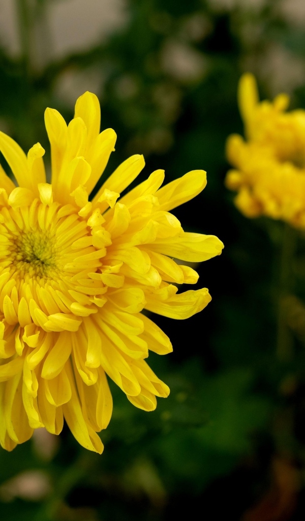 Желтый цветок хризантемы с бутонами