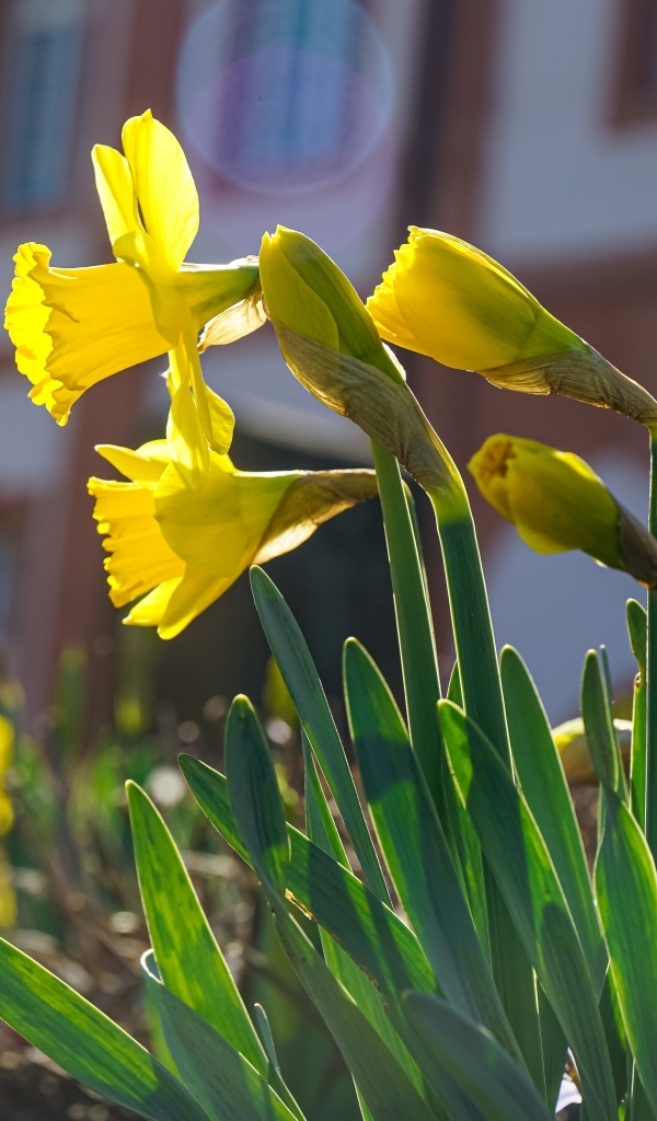 Желтые нарциссы распускаются на клумбе весной