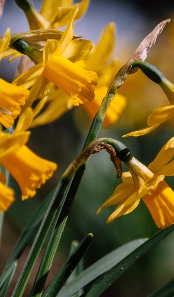 Желтые нарциссы в лучах солнца на клумбе