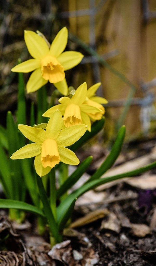 Желтые нарциссы с зелеными листьями на земле весной