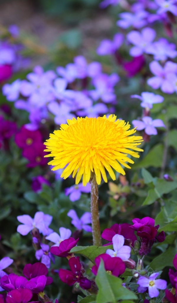 Желтый одуванчик в розовых цветах фиалки