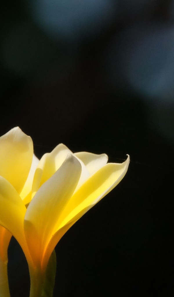 Желтые нежные цветы плюмерия крупным планом