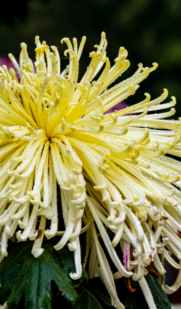 Желтый отцветающий цветок хризантемы