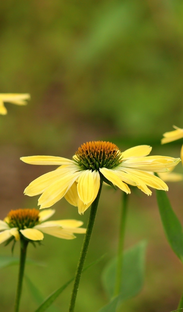 Желтые цветы на клумбе крупным планом