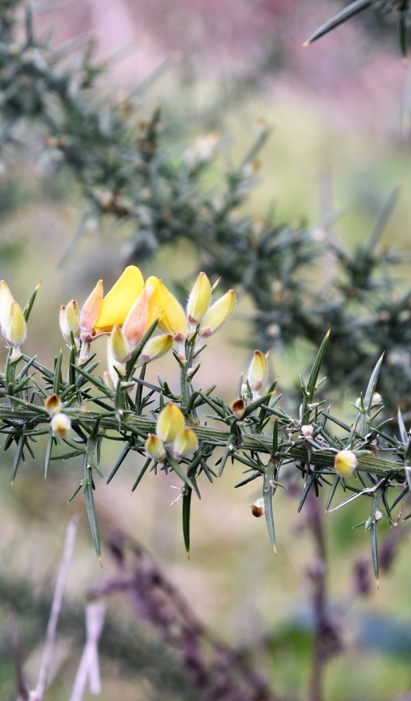 Желтые цветы на ветке хвойного дерева 