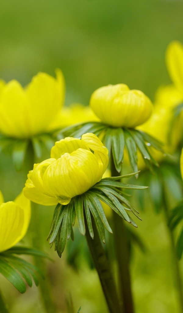 Желтые цветы рябчика крупным планом