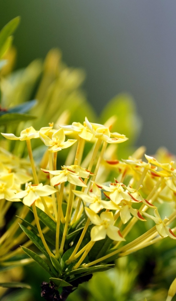 Желтые цветы иксора крупным планом