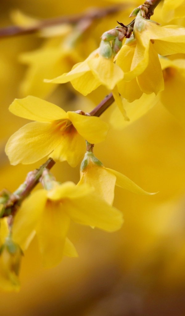 Желтые цветы сирени на ветке дерева
