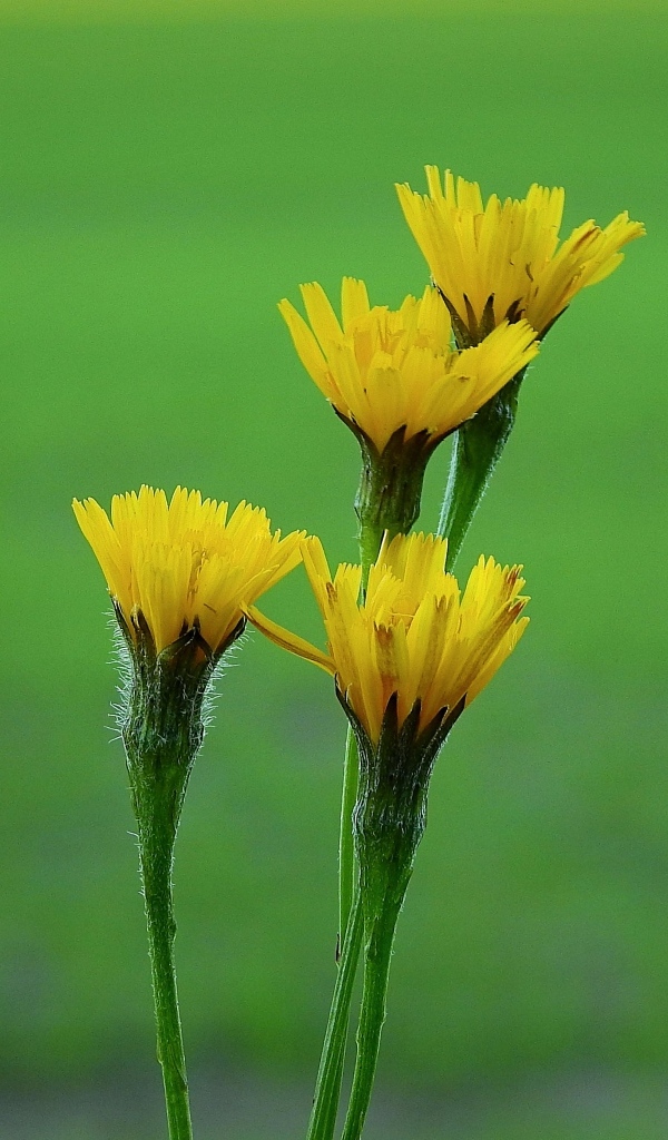 Желтые цветы молочая на зеленом фоне