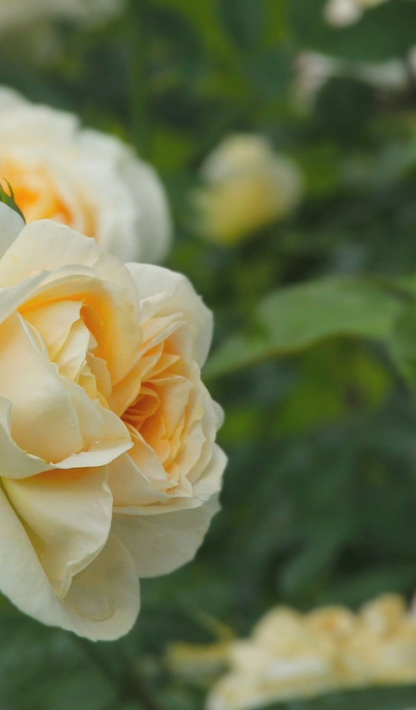 Желтые парковые розы с бутонами