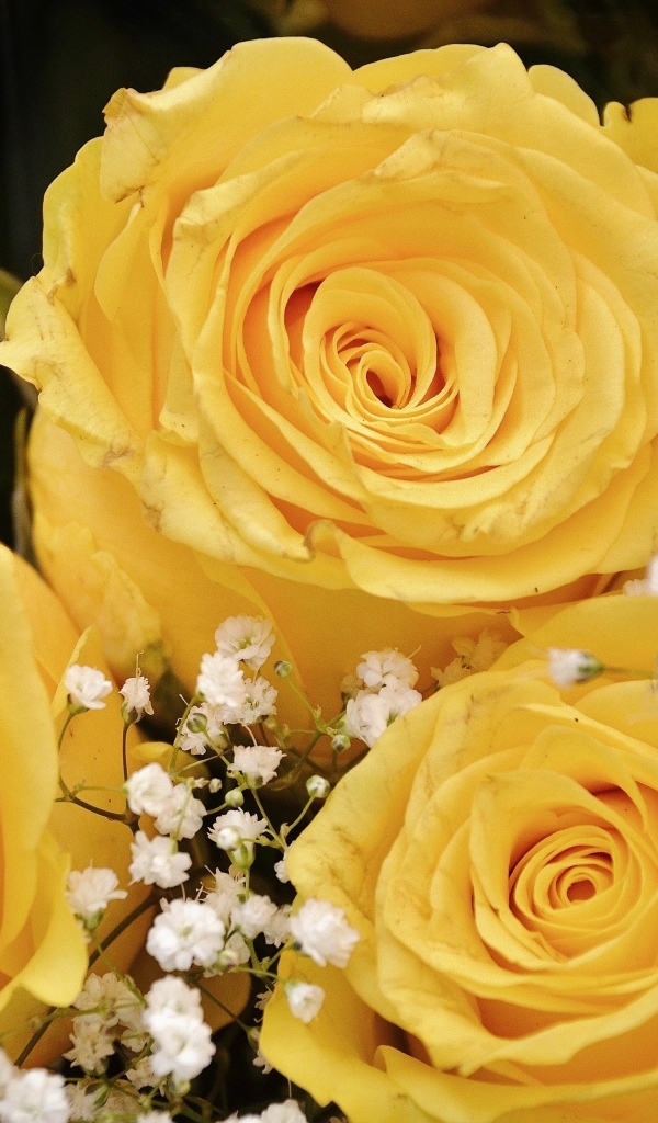 Желтые розы с белыми цветами гипсофилы