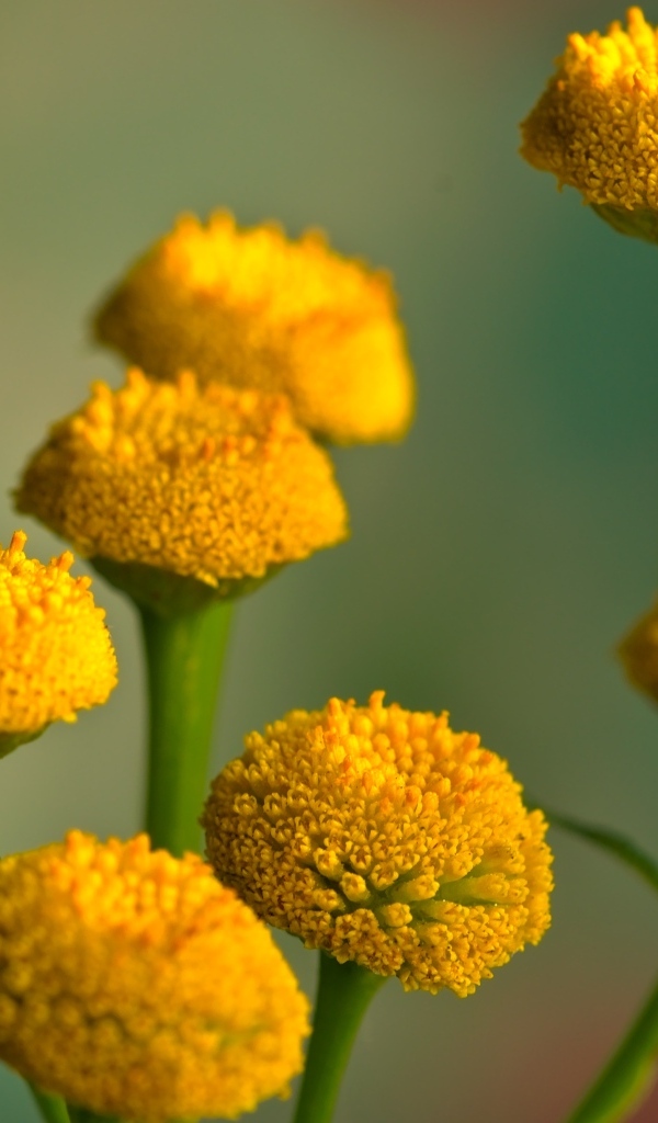 Желтые цветы пижмы на зеленом фоне крупным планом