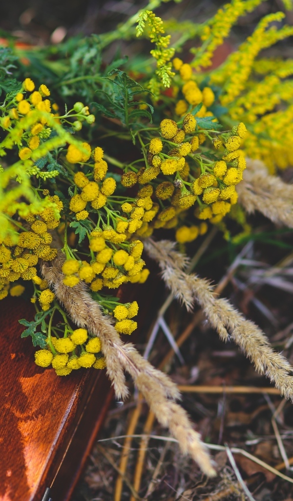 Желтые цветы пижмы на траве