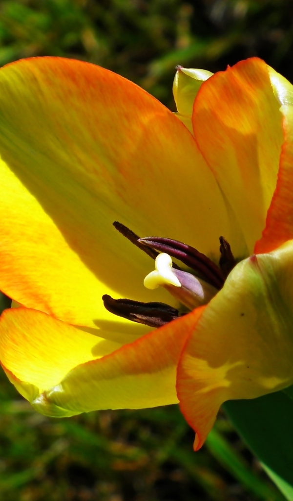 Желтый тюльпан в лучах солнца на клумбе