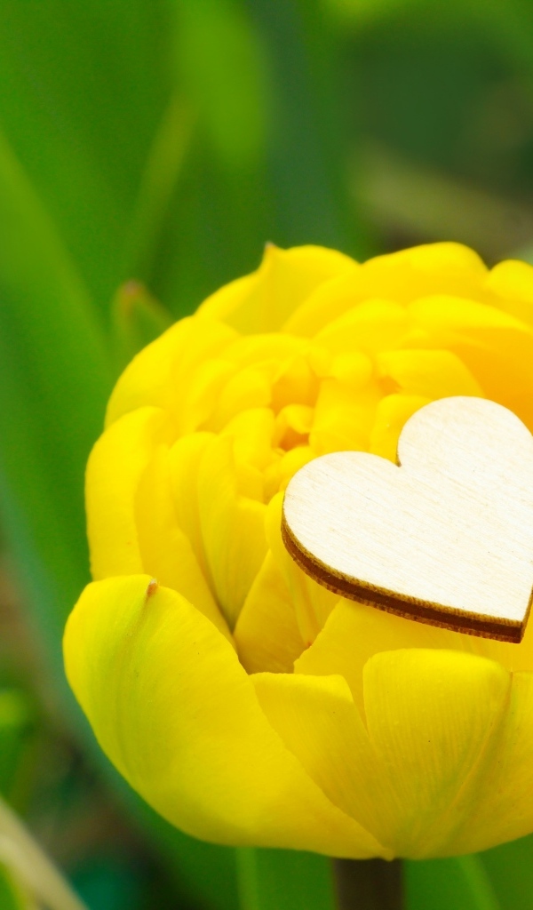 Желтый тюльпан с маленьким белым сердцем
