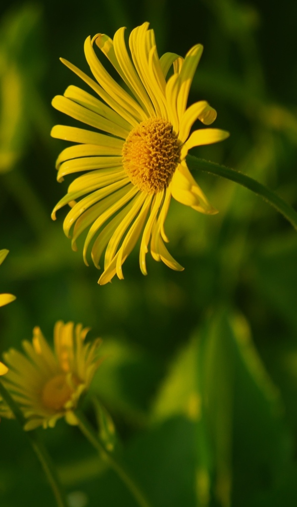 Желтые полевые цветы крупным планом