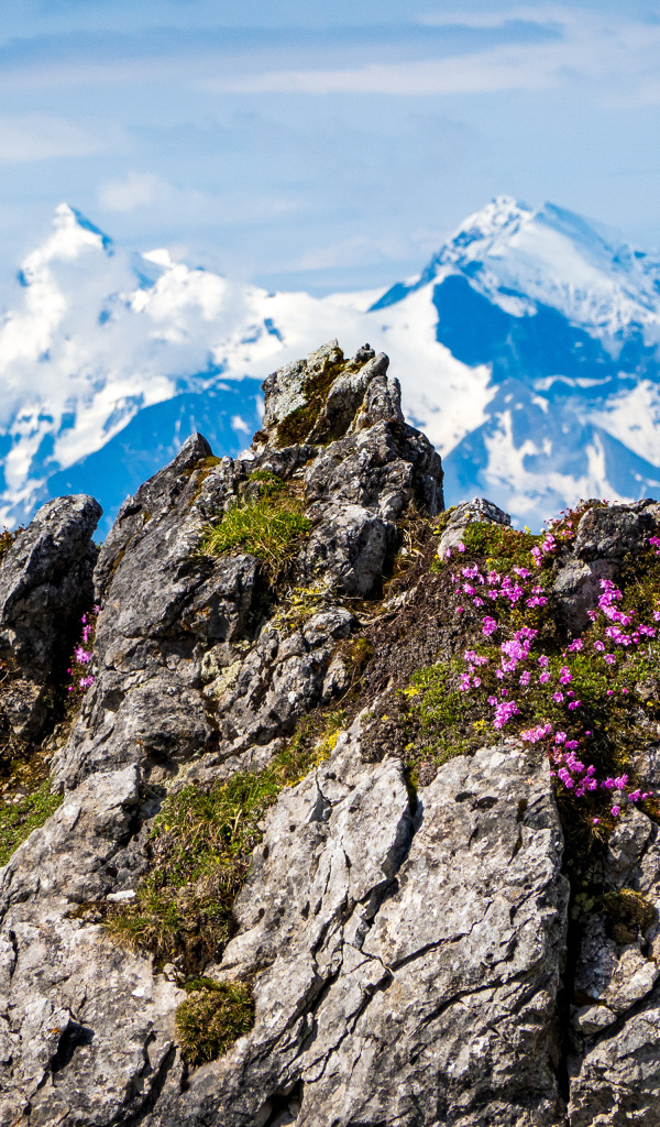 Красивый вид на высокие Австрийские Альпы