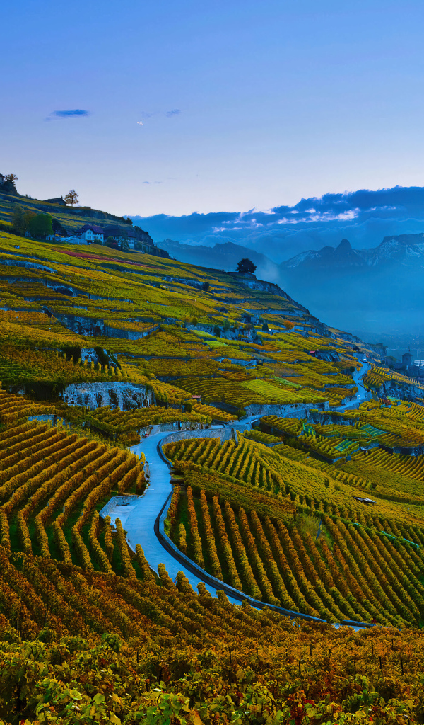 Виноградные плантации в горах 