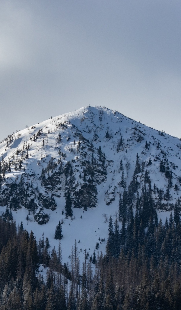 Высокая заснеженная гора под пасмурным небом