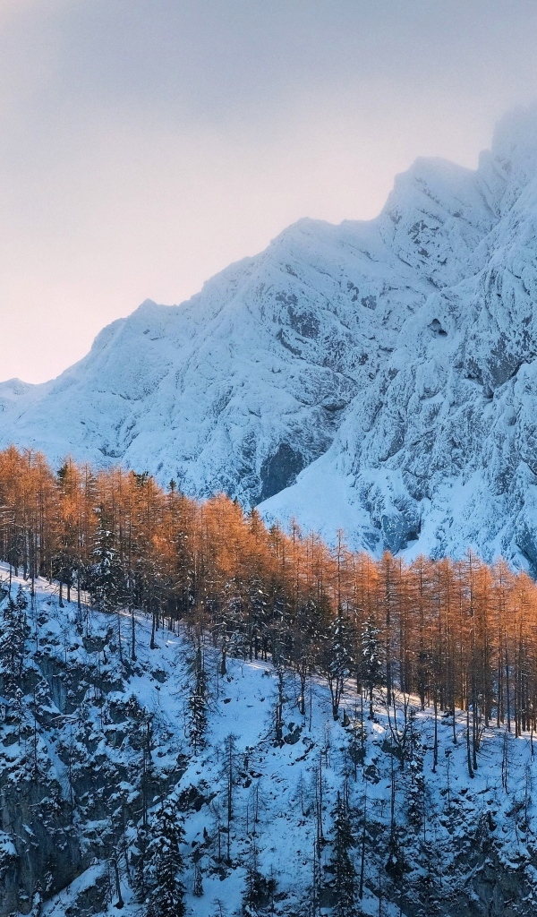 Покрытые холодным белым снегом горы с лесом