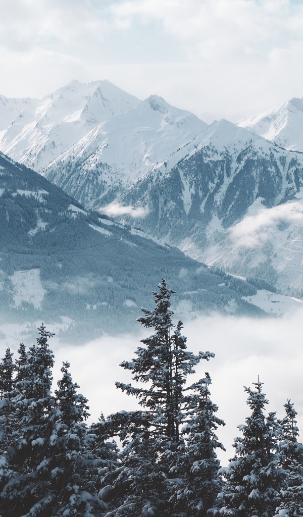 Вид на высокие заснеженные горы и лес