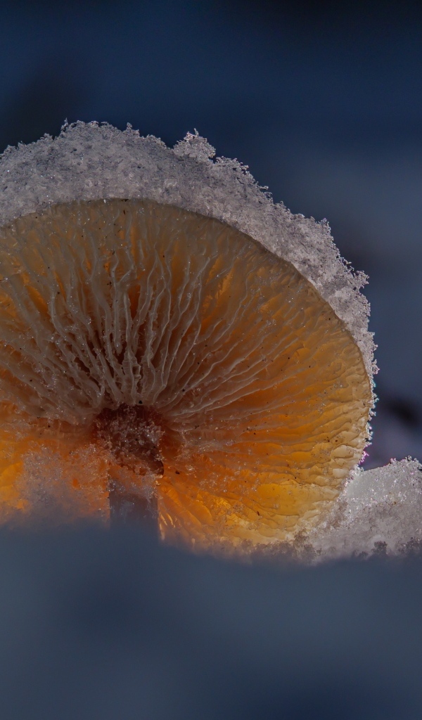 Маленький гриб замерзает под снегом