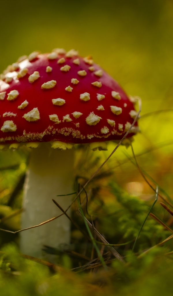 Большой красный мухомор на покрытой мхом земле