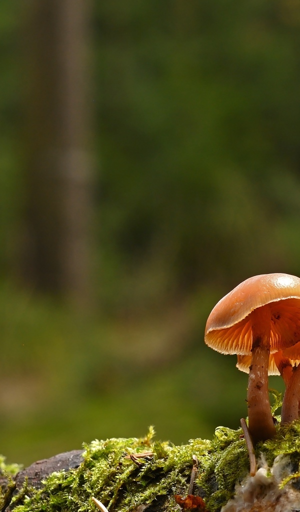 Пластинчатые грибы на покрытой мхом земле