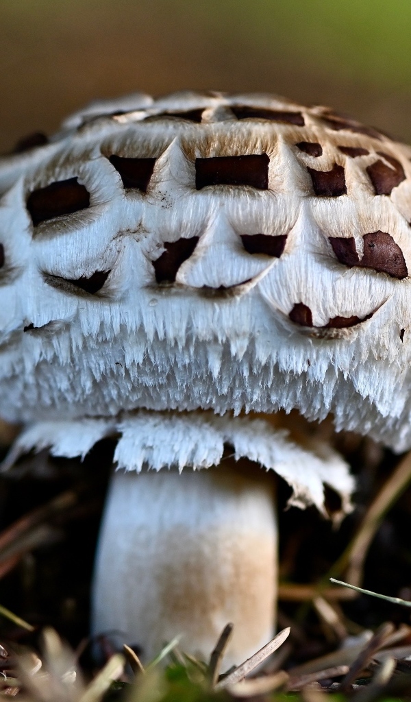 Большой гриб шампиньон на земле