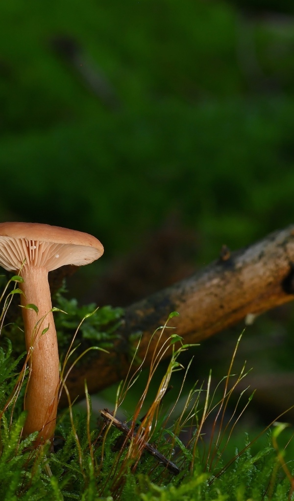 Гриб в лесу на земле покрытой зеленым мхом