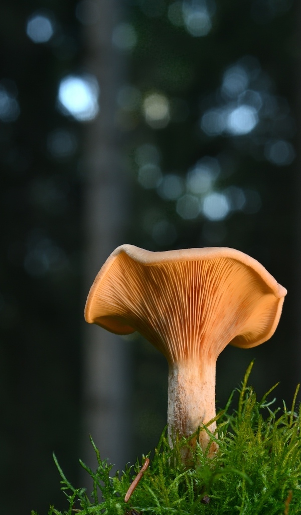 Гриб с зеленым мхом крупным планом