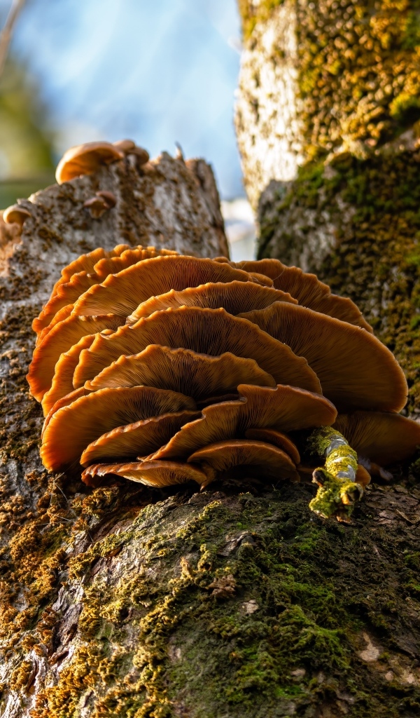 Грибы на покрытом мхом дереве осенью