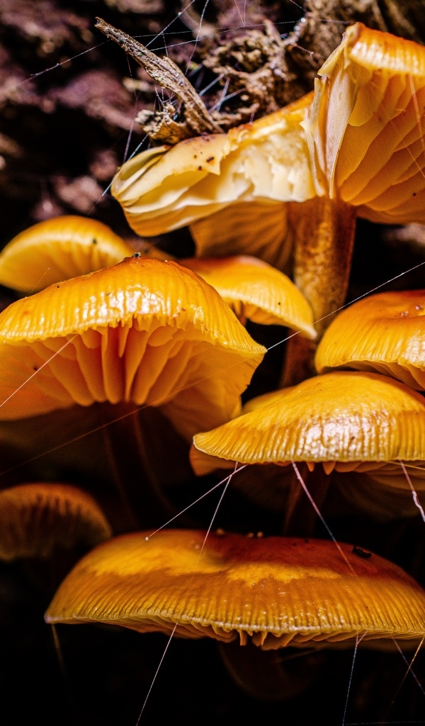 Грибы на старом сухом дереве