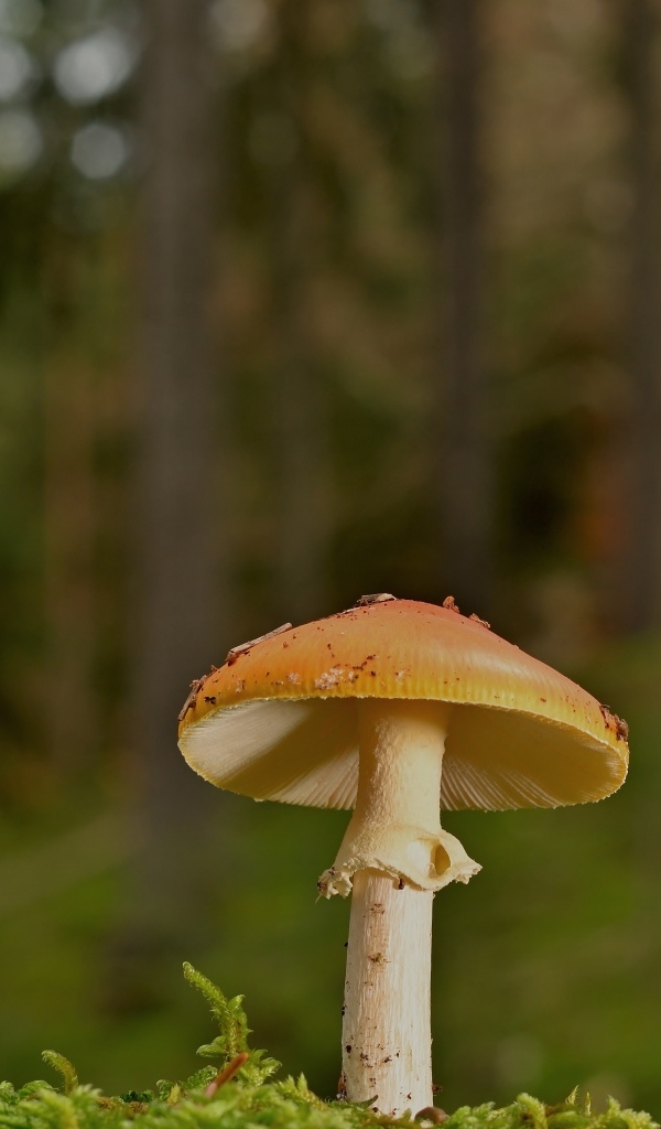 Оранжевый гриб растет в лесу