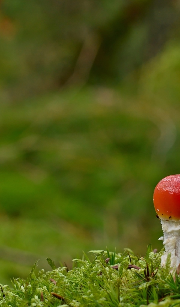 Маленький растущий гриб мухомор в лесу