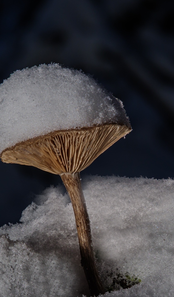 Маленькие гриб в снегу на земле в лесу