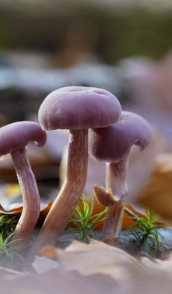 Маленькие грибы Лаковица аметистовая в листьях