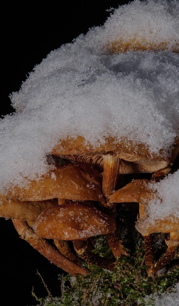 Маленькие грибы под снегом в лесу