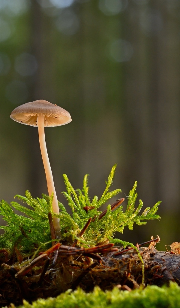 Маленький ядовитый гриб на покрытой мхом земле