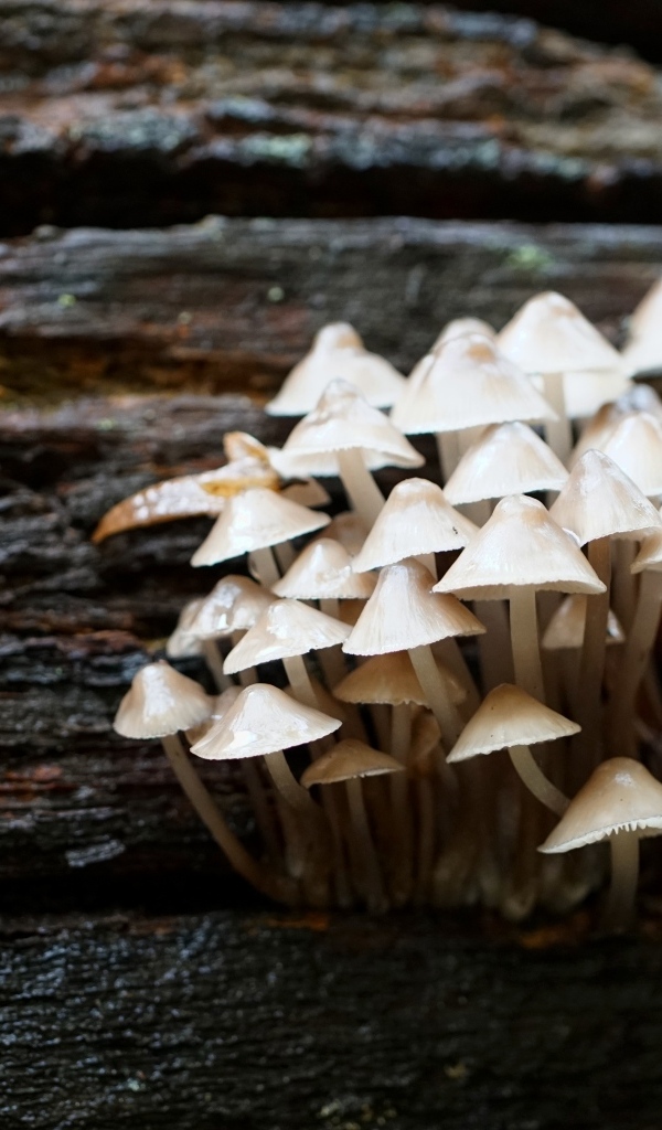 Маленькие дикие ядовитые грибы на дереве