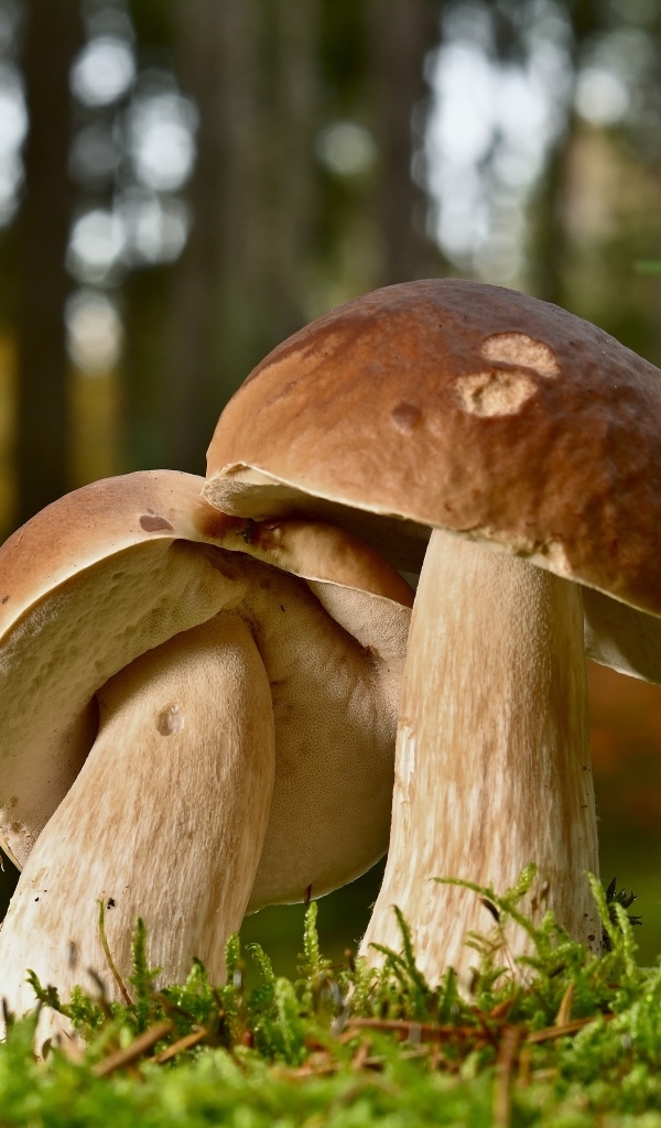 Два больших подберезовика в лесу