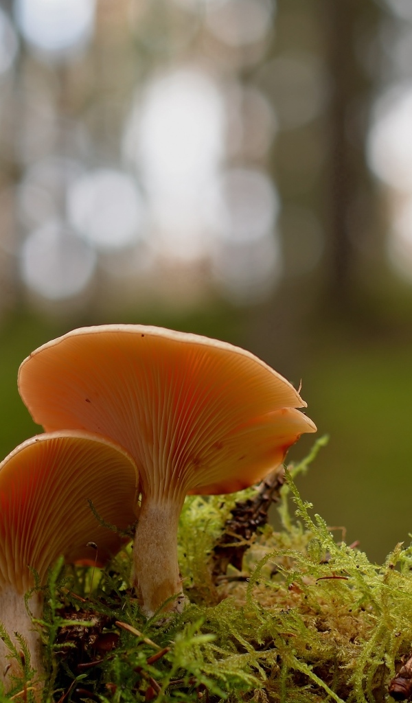 Два гриба рядом на покрытой мхом земле в лесу