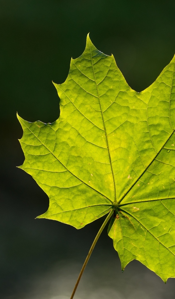 Красивый зеленый лист клена