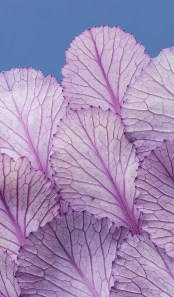 Листья капусты на синем фоне